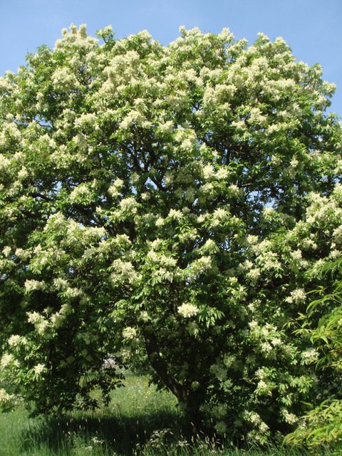 Fraxinus ornus